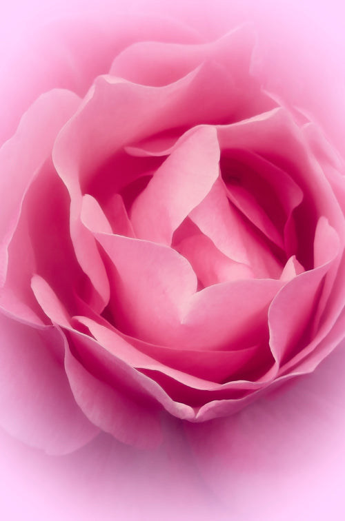 Blank Card Personalisation - Deep Pink Rose Gratitude Pink Background Pretty