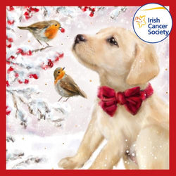 Charity Christmas Card (In Irish & English) - Box / Irish Cancer Society ICS & Puppy