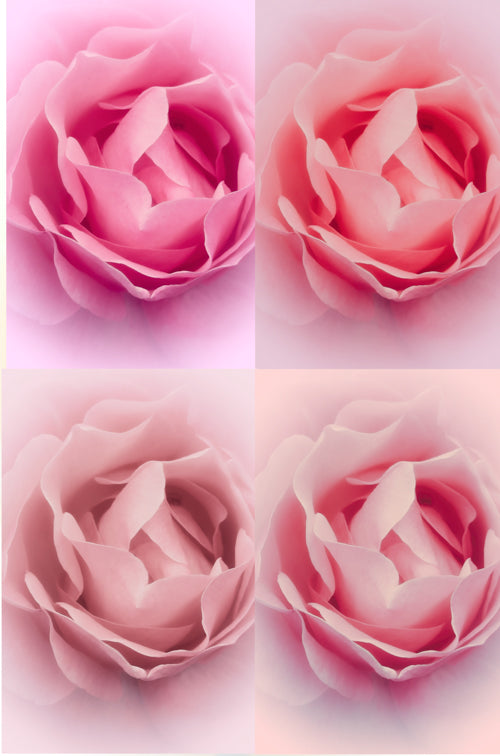Blank Card Personalisation - Pink Rose Quattro Pretty Healing Gratitude Admiration Affection