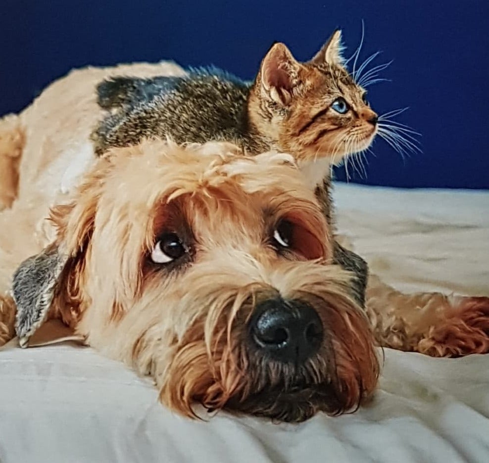 Blank Card - A Friendship Of A Brown Dog & A Cat
