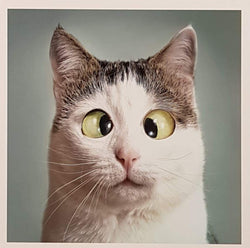 Birthday Card - Humour / Funny Eyes On The Cat's Face