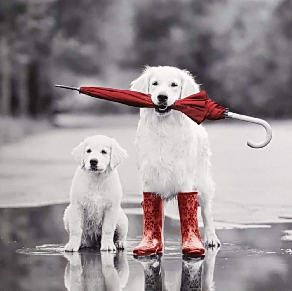Blank Card - Humour / 'Dog And Pup With Red Boots'