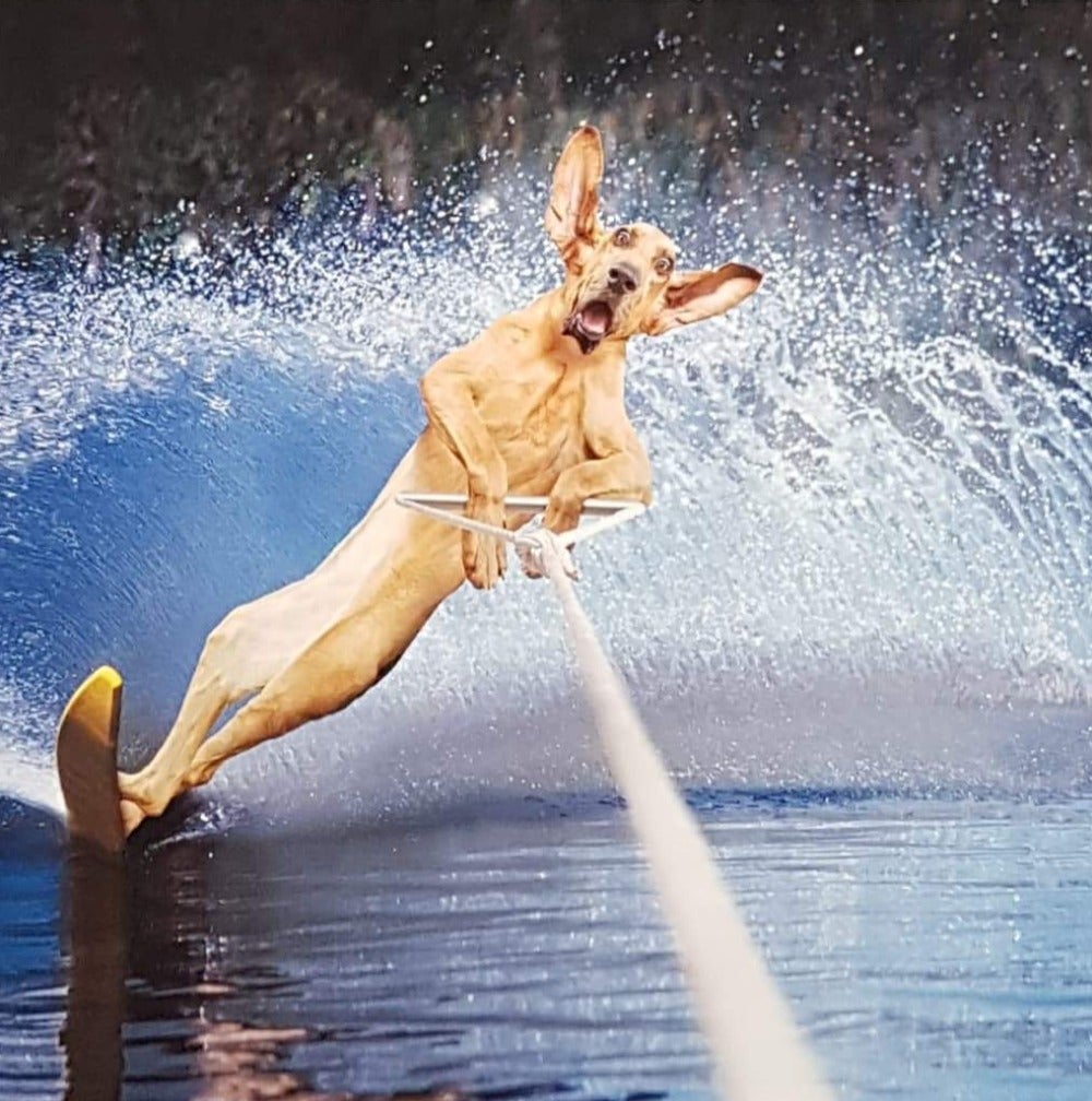 Blank Card - Humour / 'Jack The Water Skiing Dog'