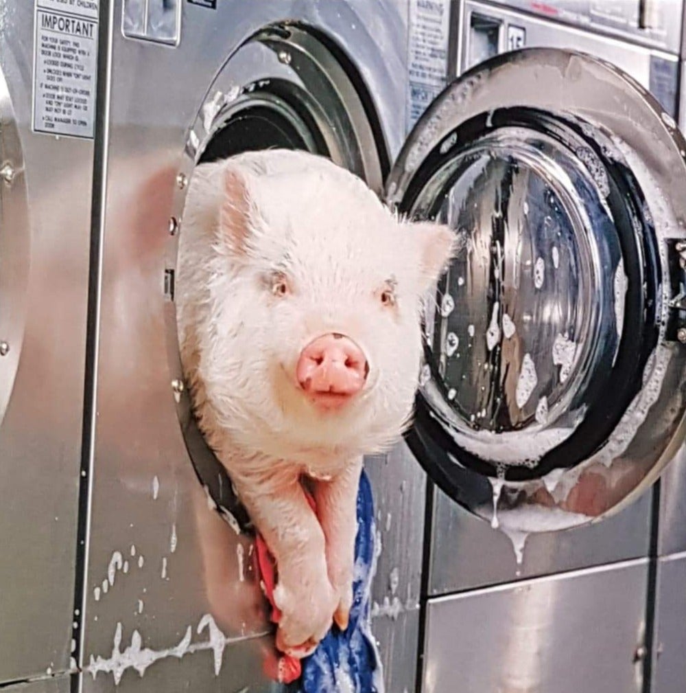 Blank Card - Humour / 'Going For A Spin'