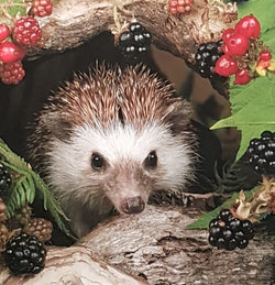 Blank Card - A Hedgehog & Red Berries