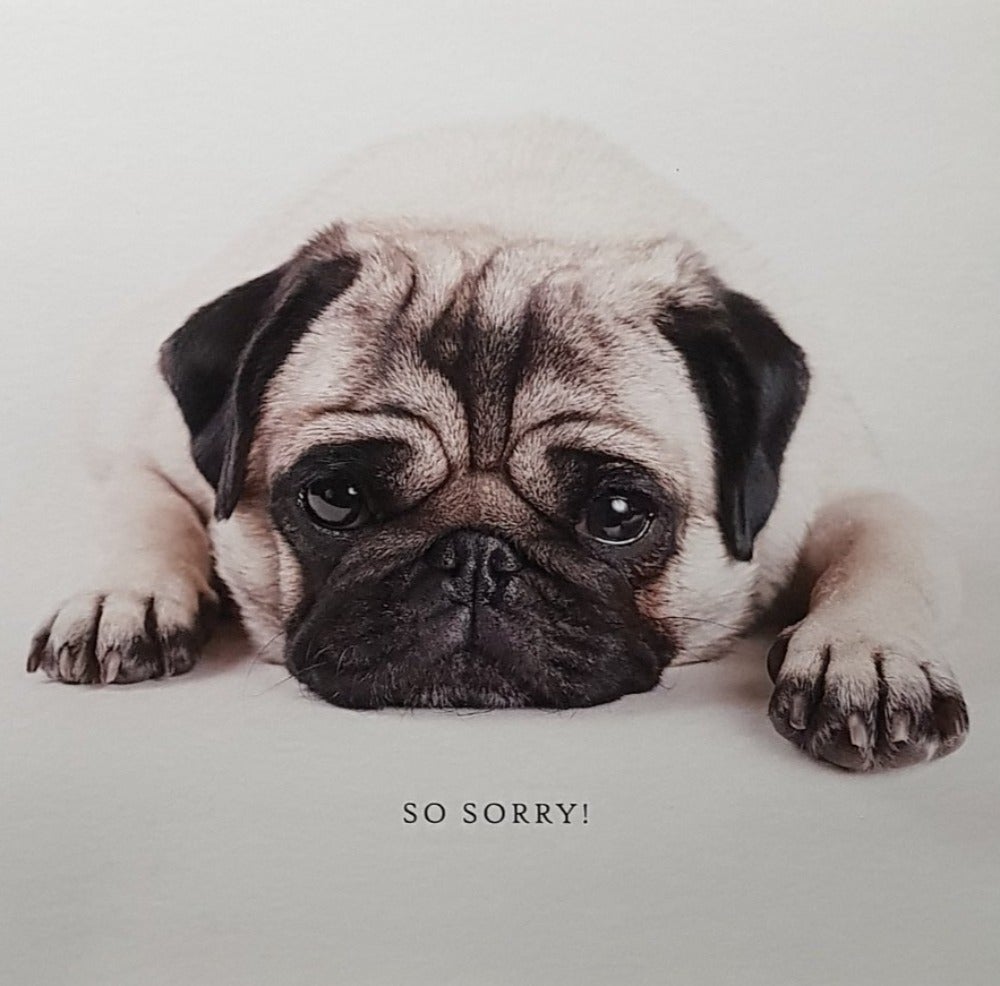 Apologies Card - A Sad Puggy Lying On The Floor