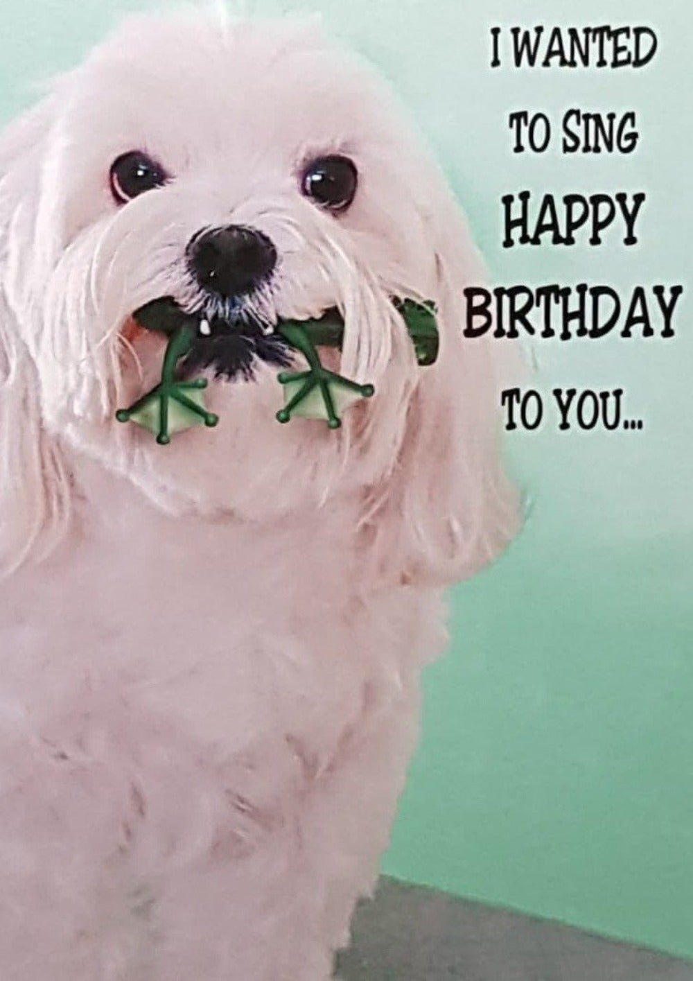 Birthday Card - Humour / A White Dog Holding A Little Frog