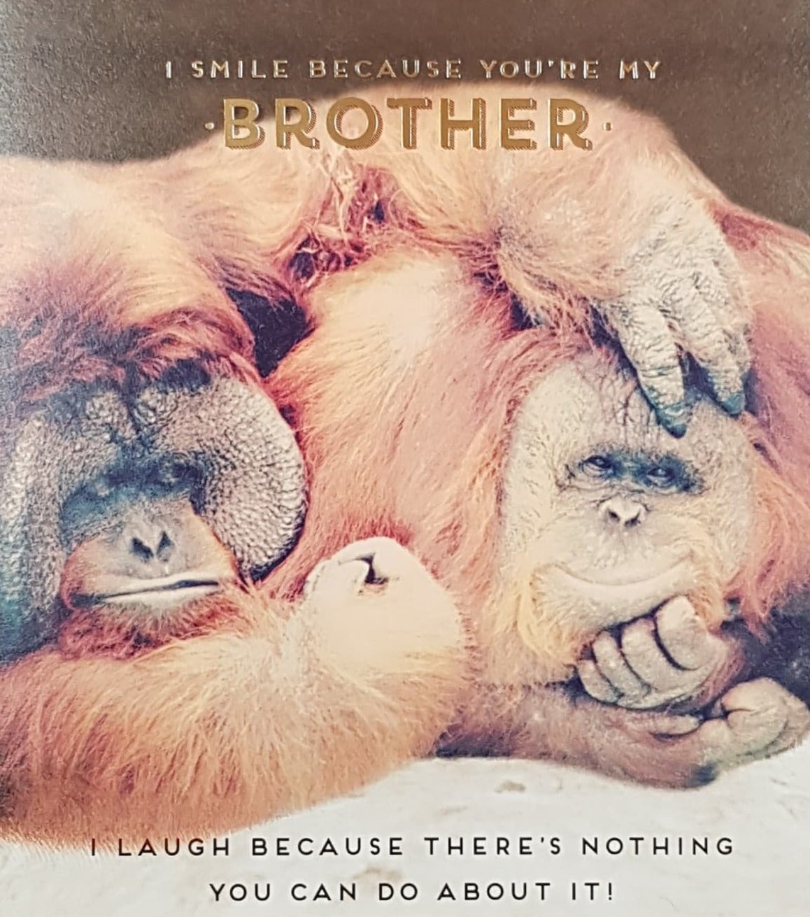 Birthday Card - Brother / Two Orangutans Lying Down