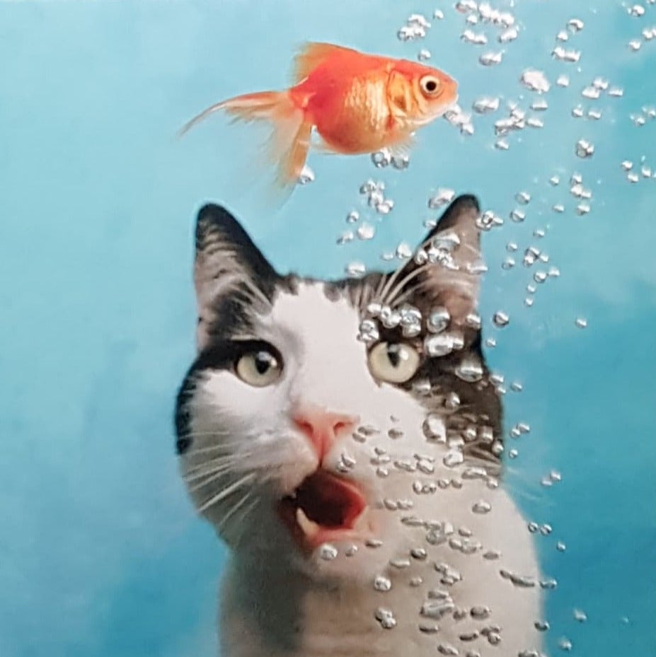Blank Card - A Cat Staring At A Gold Fish
