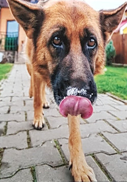 Birthday Card - Humour / A Dog Licking His Lips