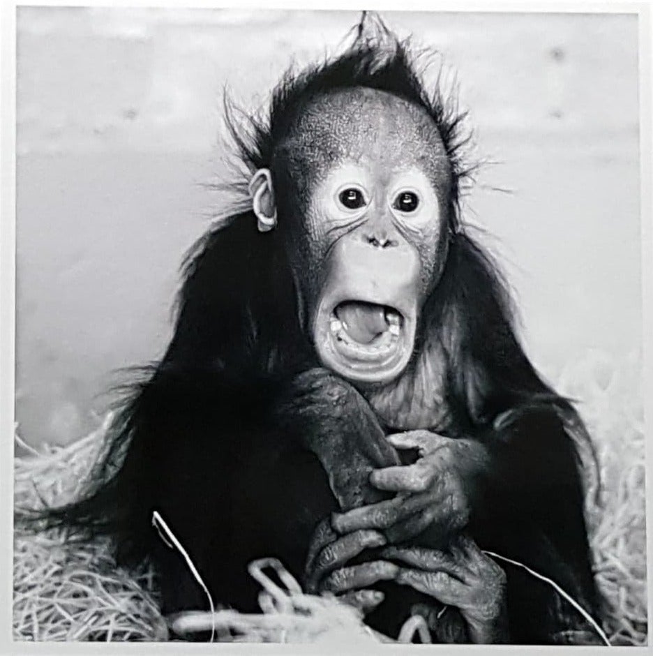 Blank Card - A Black Baby Monkey
