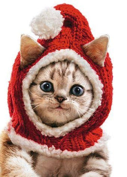 Humour Christmas Card - Cat Wearing Cap XMAS