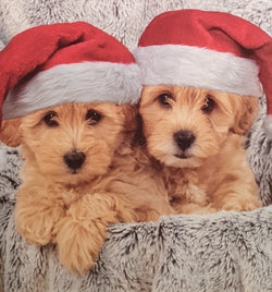 Charity Christmas Cards - Pack of 8 / Down Syndrome Ireland - Puppies in Santa Hats