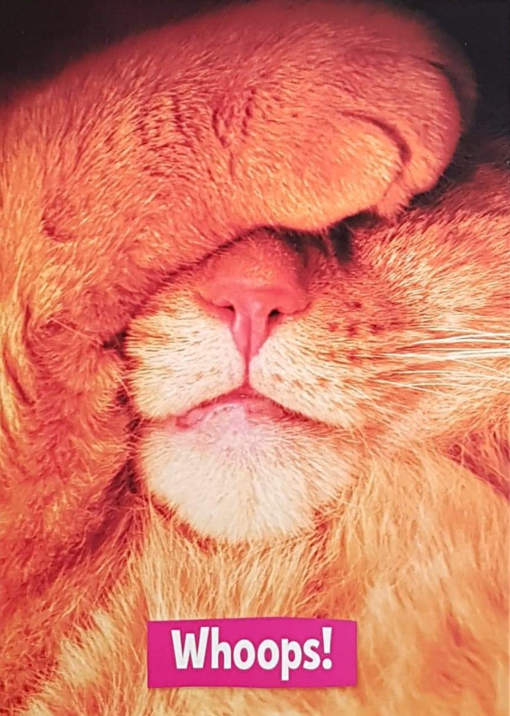 Apologies Card - Cat Putting His Heand On His Head & Closing The Eyes