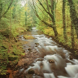 Blank Card - Stream In The Forest