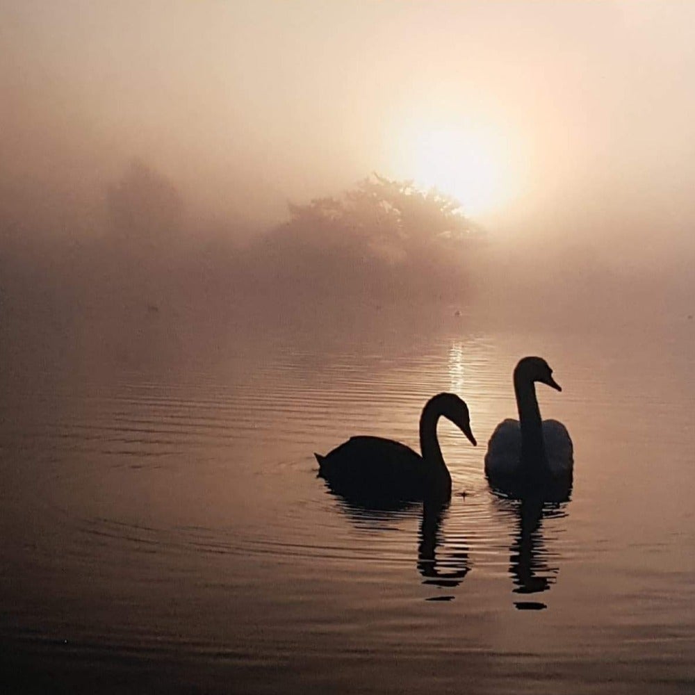 Blank Card - Couple Swans & Sunset