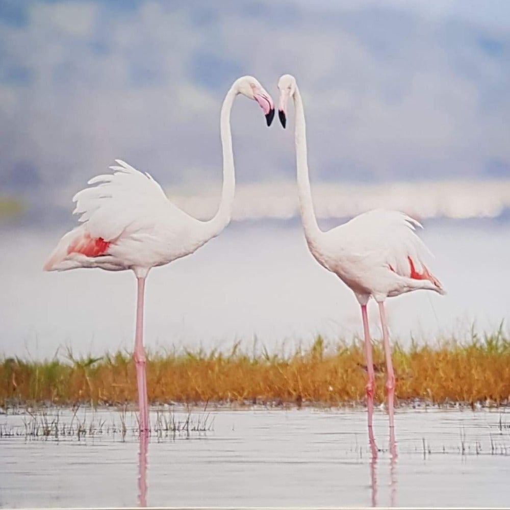 Blank Card - Two Flamingos Looking At Each Other