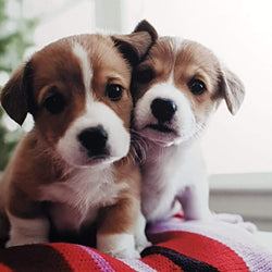 Blank Card - Cutie Poppies In Hug