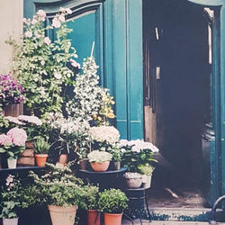 Blank Card - Gorgeous Flowers In The Pots