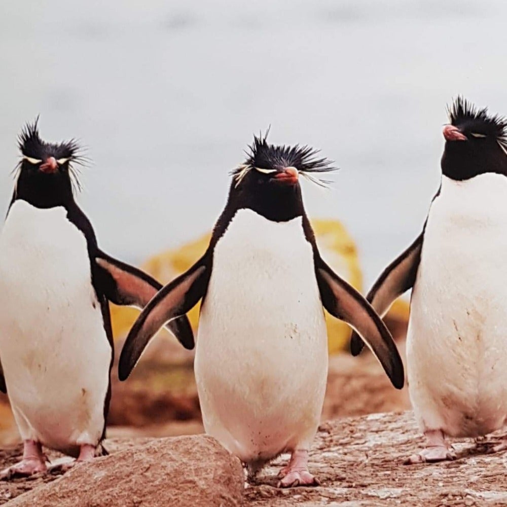 Blank Card - Humour / Three Cool Penguins