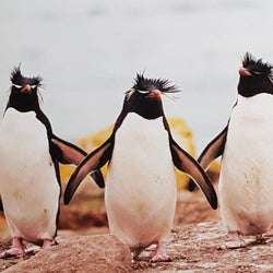 Blank Card - Humour / Three Cool Penguins