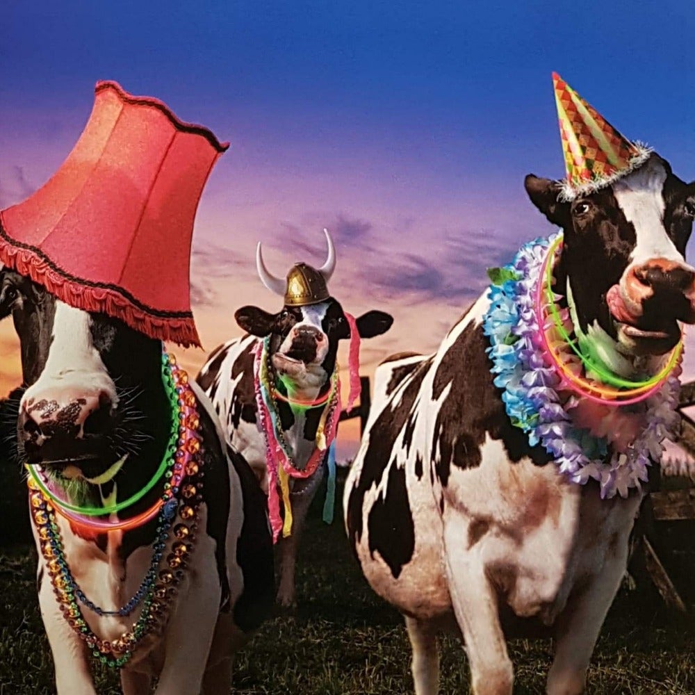 Blank Card - Humour / The Cows Are Going To The Party