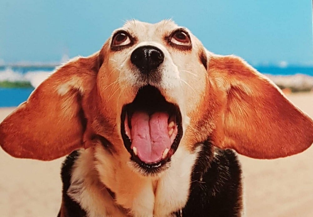 Birthday Card - Humour / This Is My Face