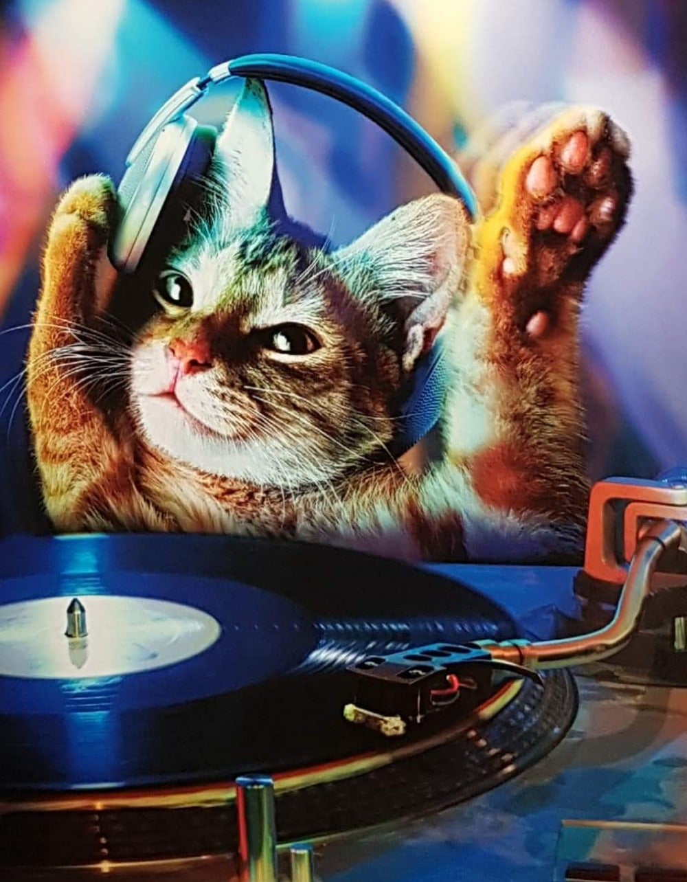 Birthday Card - Humour / DJ Cat
