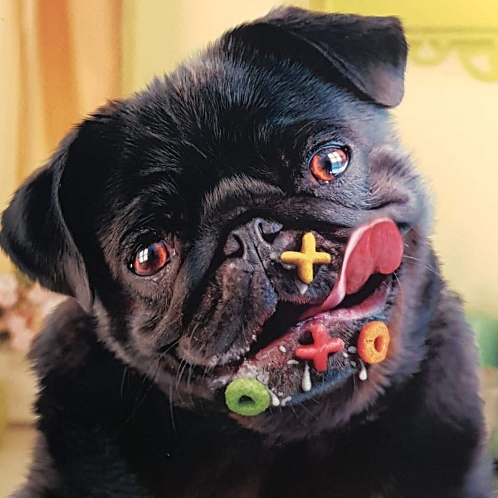 Birthday Card - Humour / Pugs And Kisses