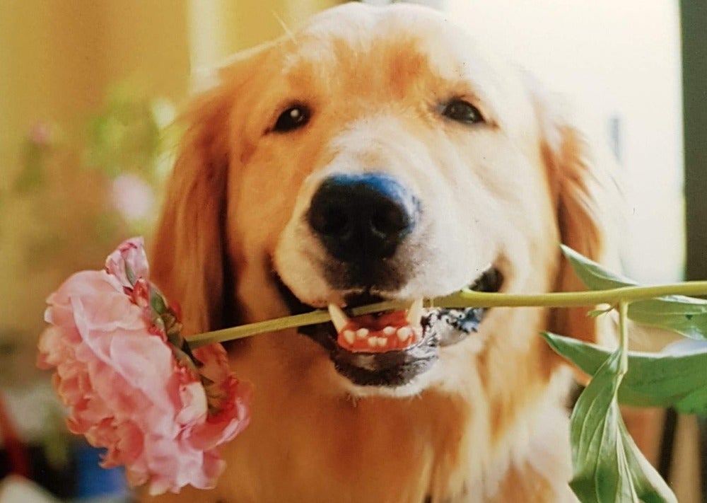 Blank Card - Happy Gold Dog Giving Pink Rose