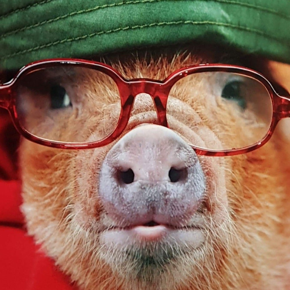 Blank Card - Animals / New Glasses