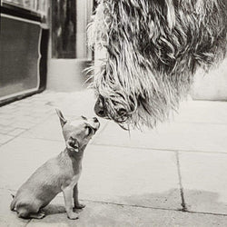 Blank Card - Two Doggies Looking At Each Others Eyes