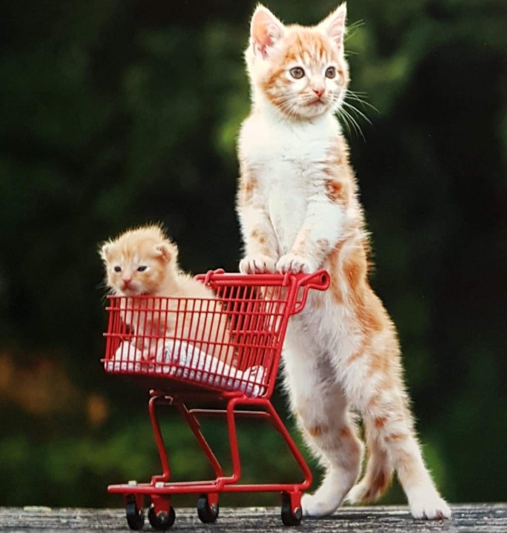 Blank Card - Animals / Popping Out