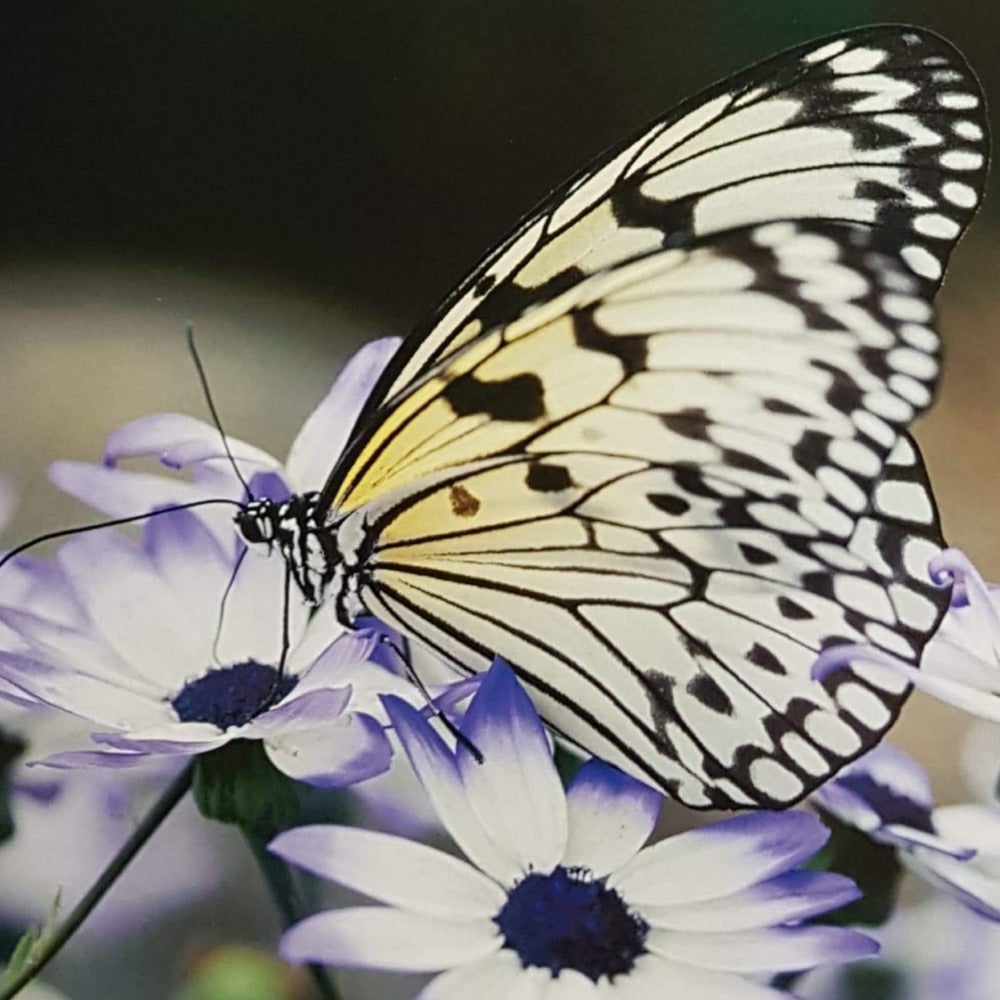Blank Card - Nature / Butterfly White Wings With Black Spots Sitting On The White Flower