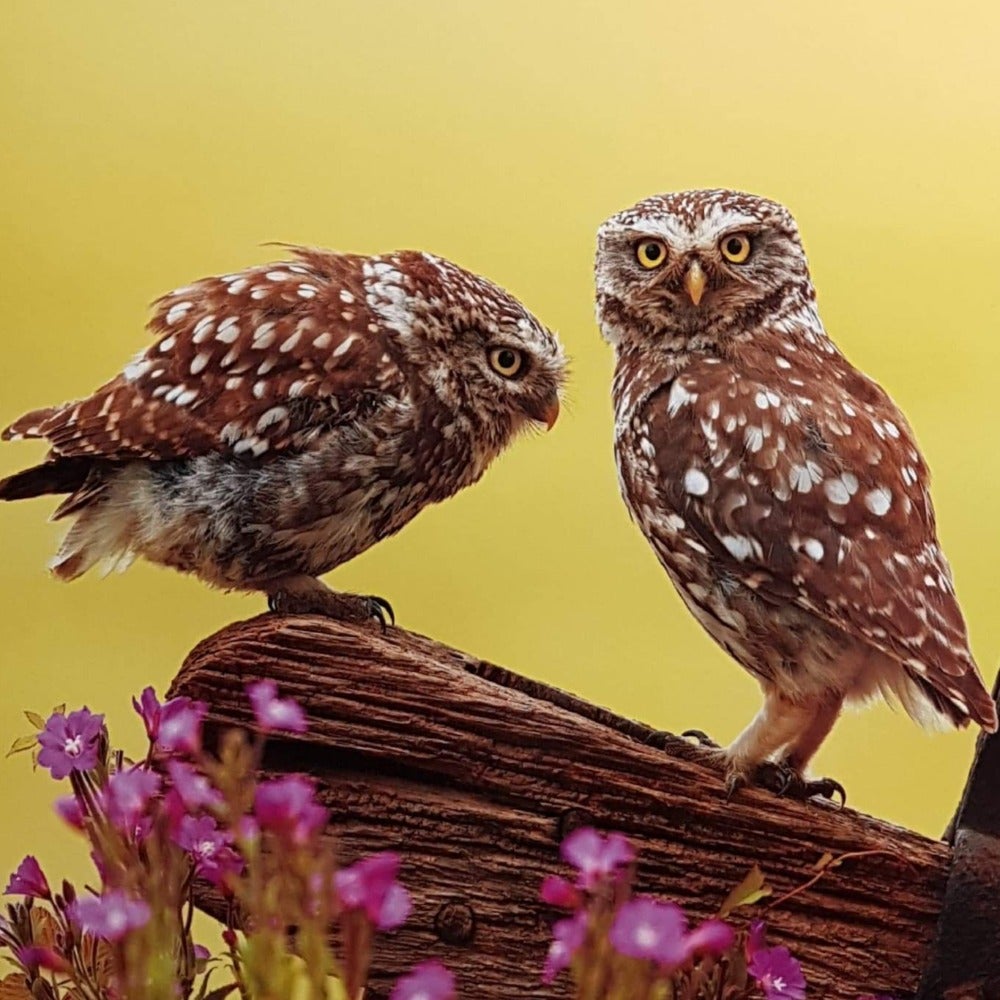 Blank Card - Birds / Couple Owls Standing On Piece Of Wood