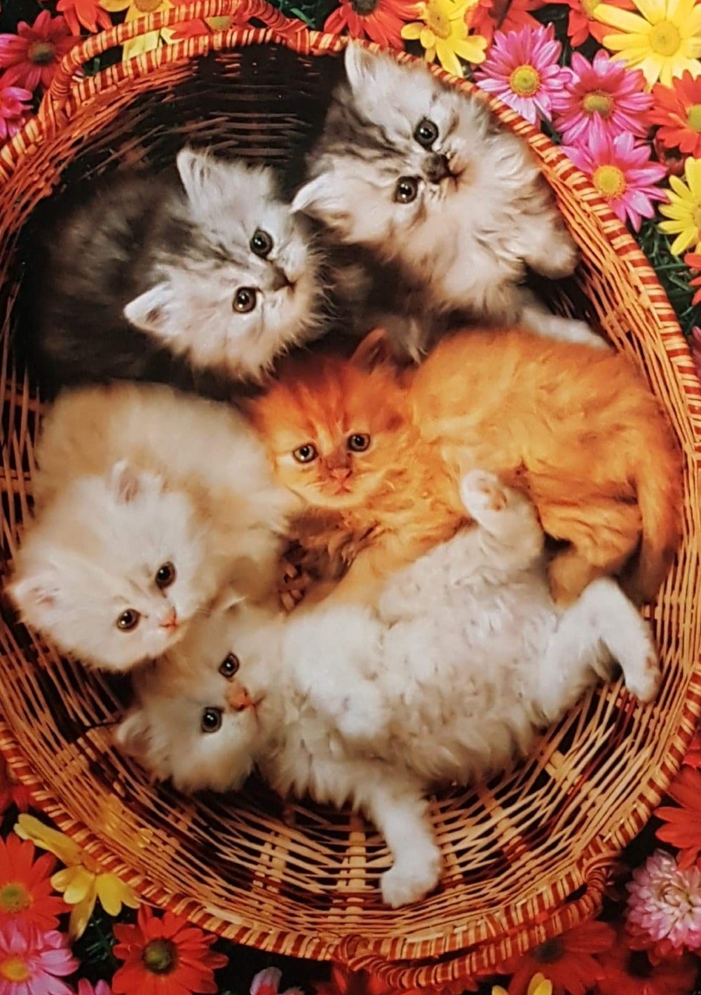 Blank Card - Cute Five Cats In The Basket