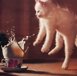 Blank Card - Animal / Oops!