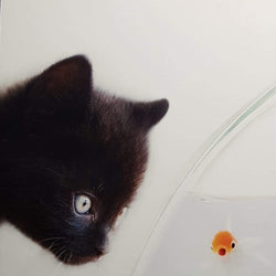 Blank Card - Animal / Black Cat Is Looking At The Gold Fish