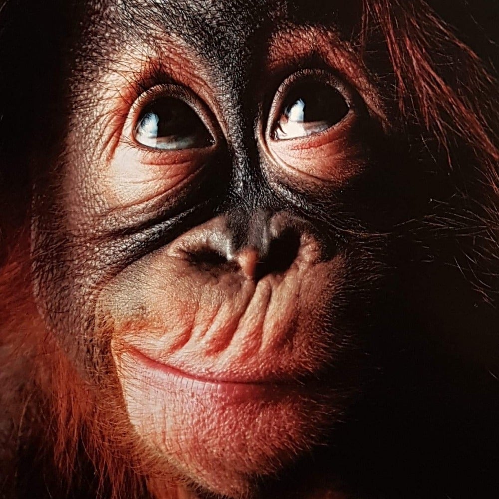 Blank Card - Animal / Thinking Ape