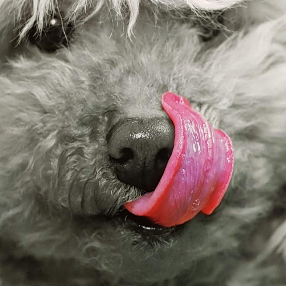 Blank Card - Animals / Lip - Lickingly Good