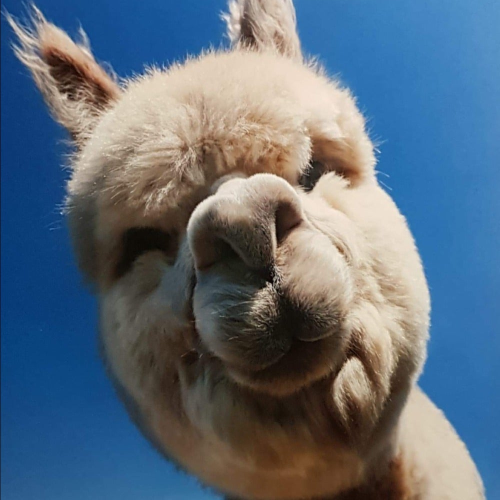 Blank Card - Animals / Domino The Alpaca