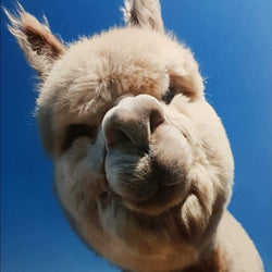 Blank Card - Animals / Domino The Alpaca