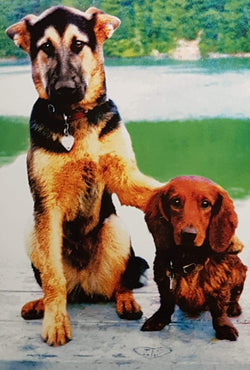 Friendship Card - Buddies For Life