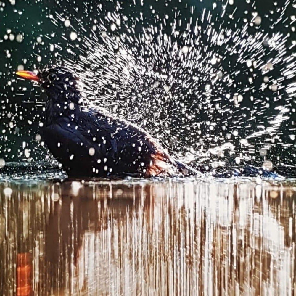 Blank Card - Blackbird Splashing Water