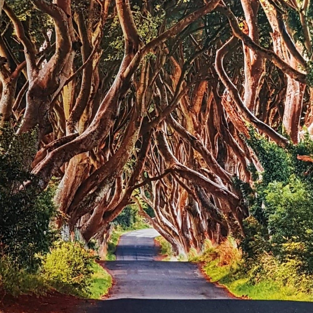 Blank Card - Scene / The Dark Hedges