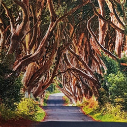 Blank Card - Scene / The Dark Hedges