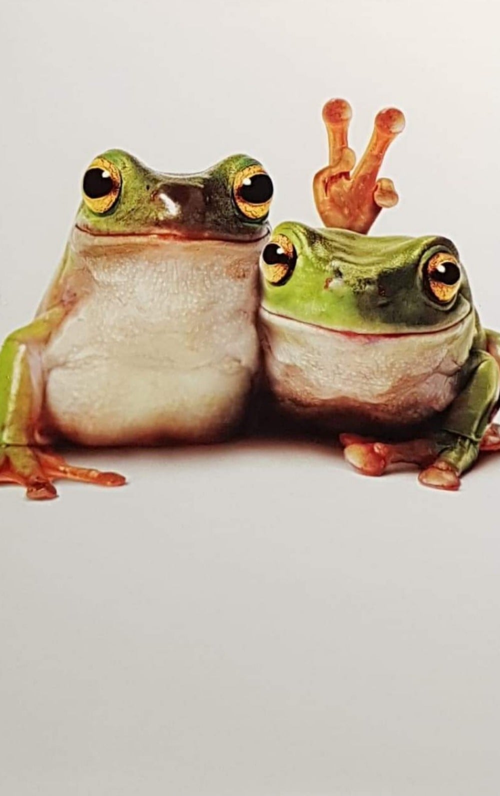 Birthday Card - Animal / Friendly Frogs