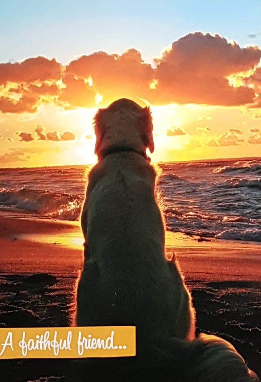 Birthday Card - Faithful Friend / Golden Retriever Looking at Sunset