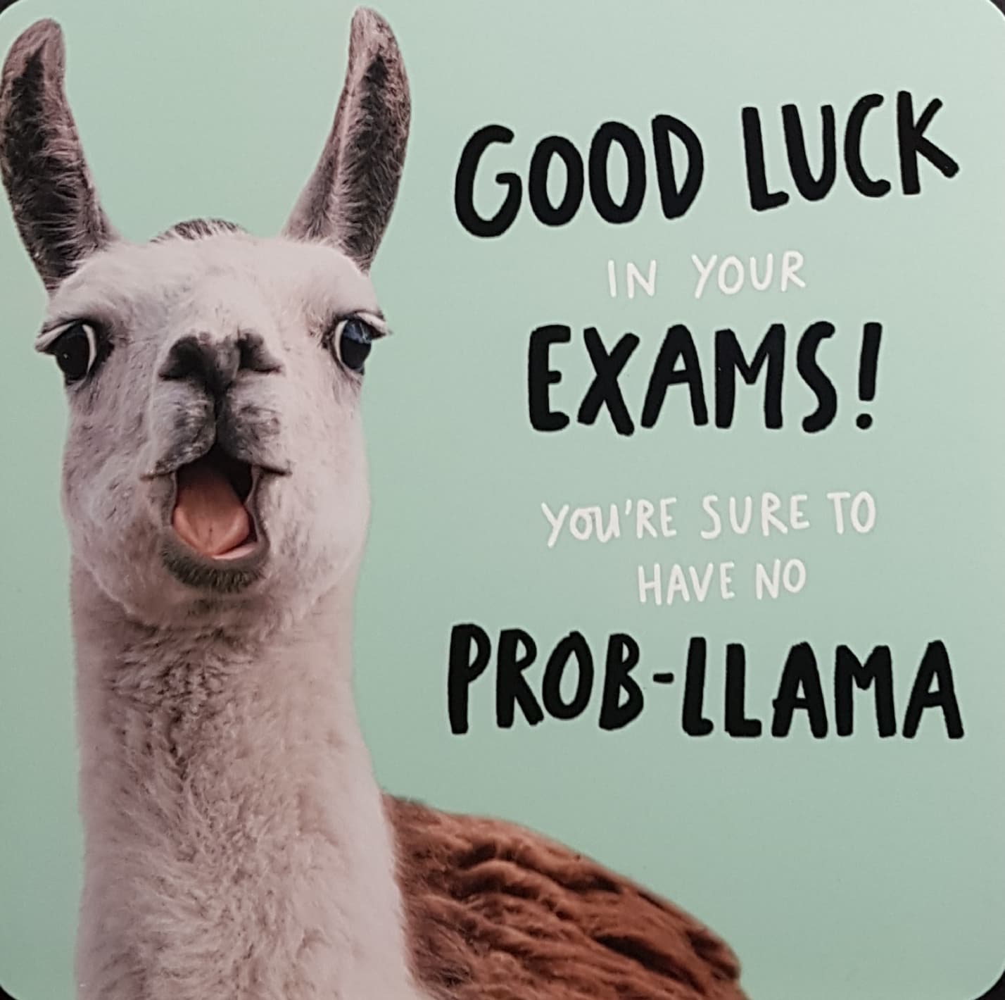 Good Luck Card - Exam / Funny Lama