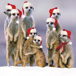 Blank Christmas Card - Meerkat XMAS